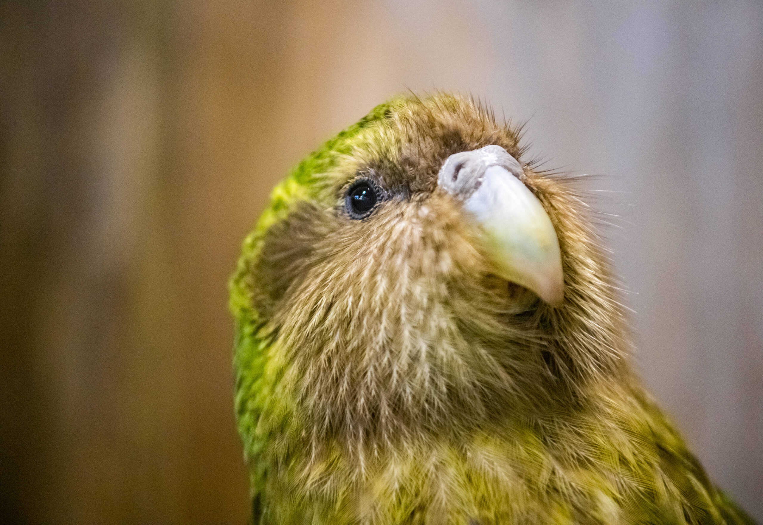 Kakapo