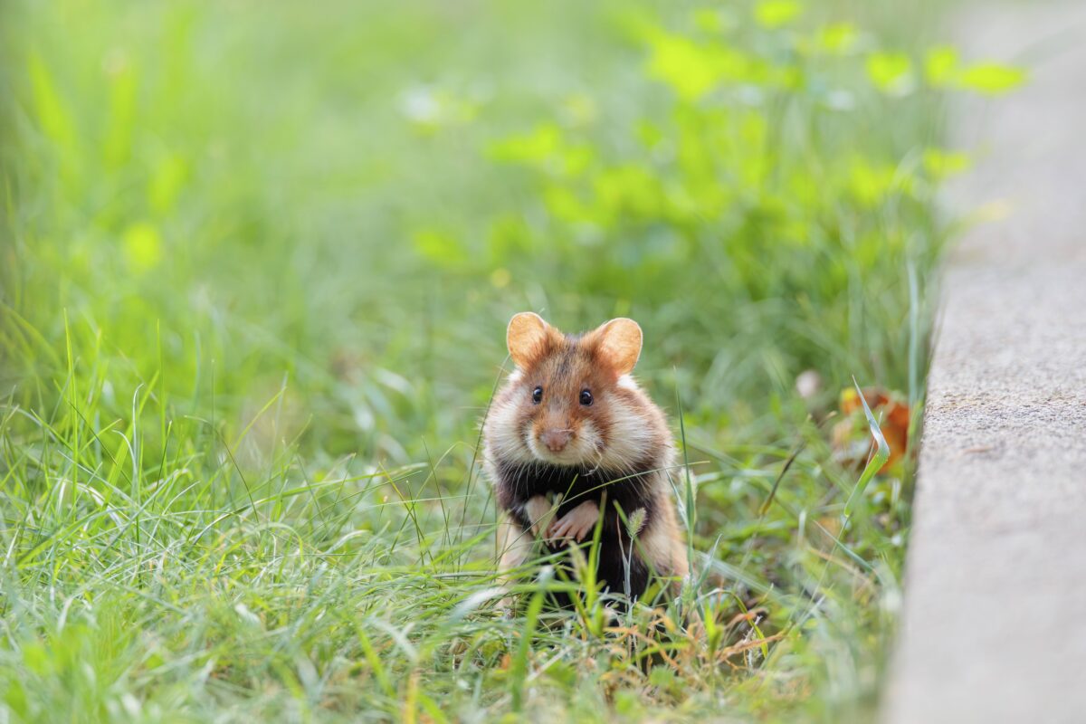 Ein Feldhamster steht aufrecht auf grünem Gras