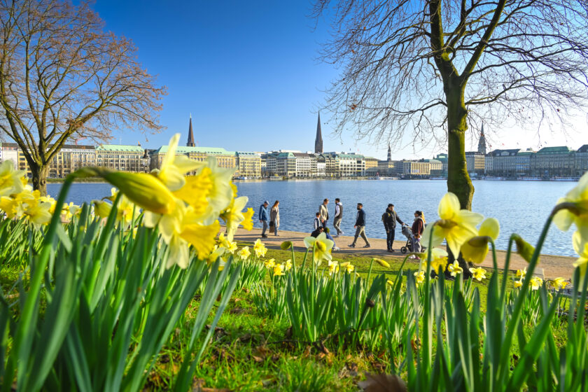 Narzissen und beginnende Frühlingsblüte am Ufer der Binnenalster in Hamburg