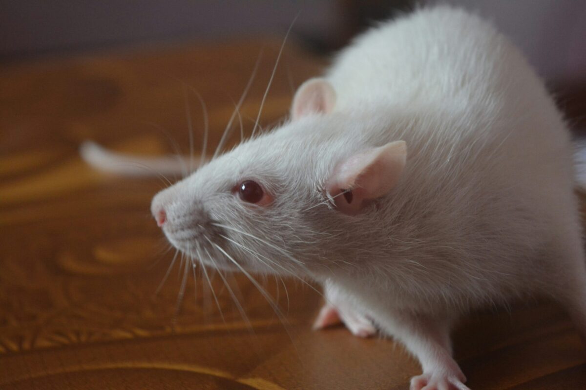 Eine Ratte