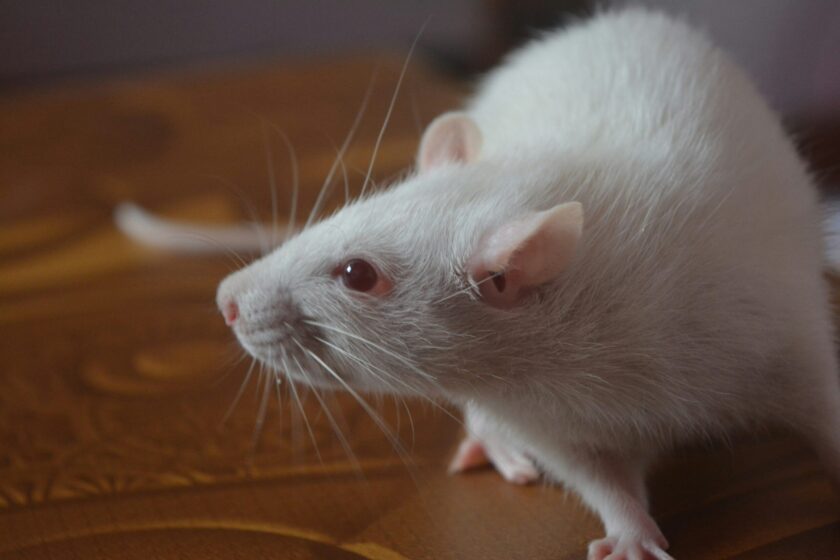 Eine Ratte