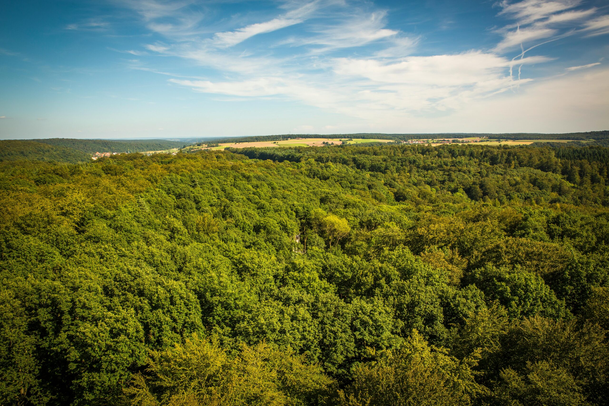 Ein Wald aus der Vogelperspektive