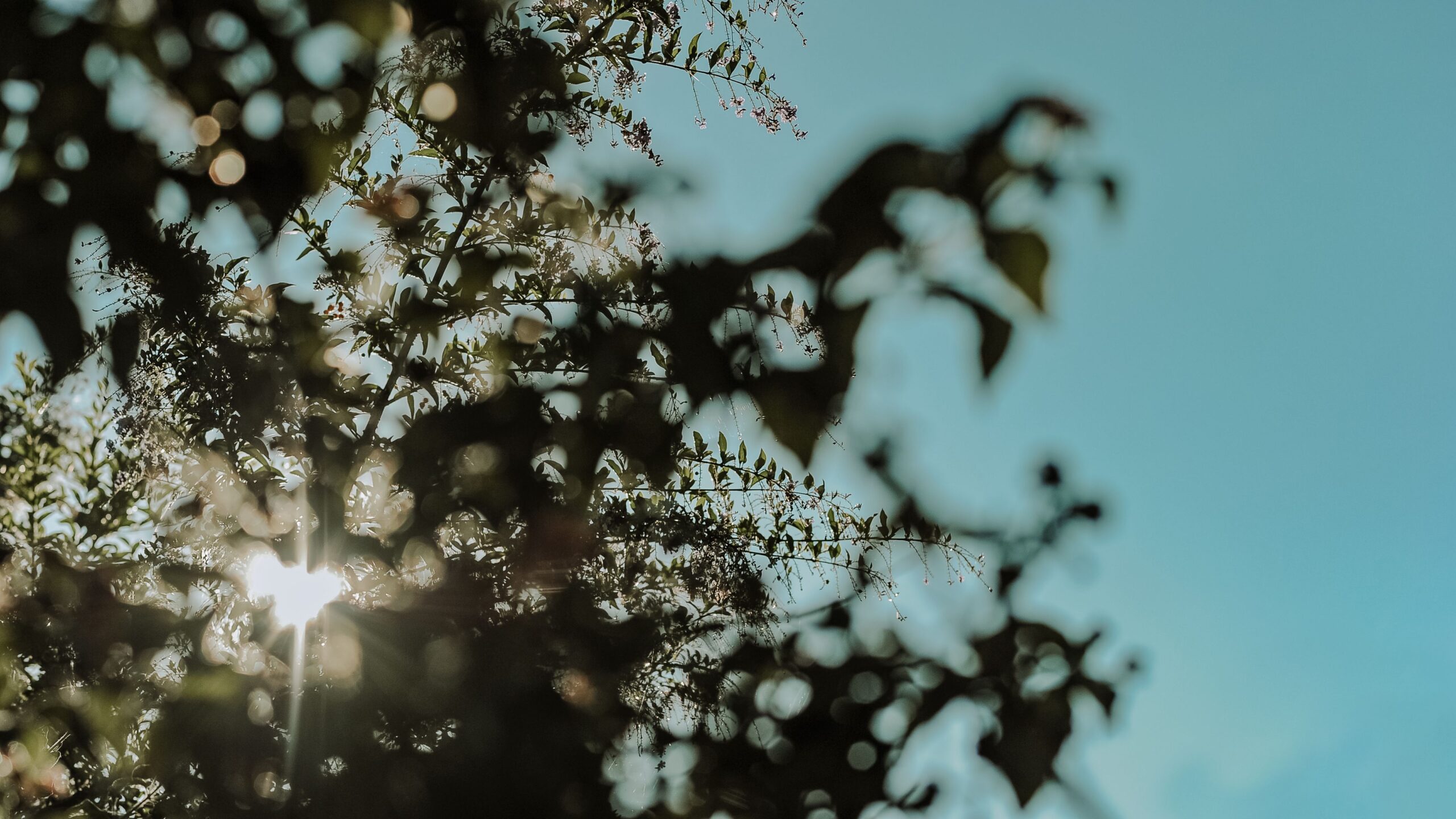 Sonne scheint durch Blätter