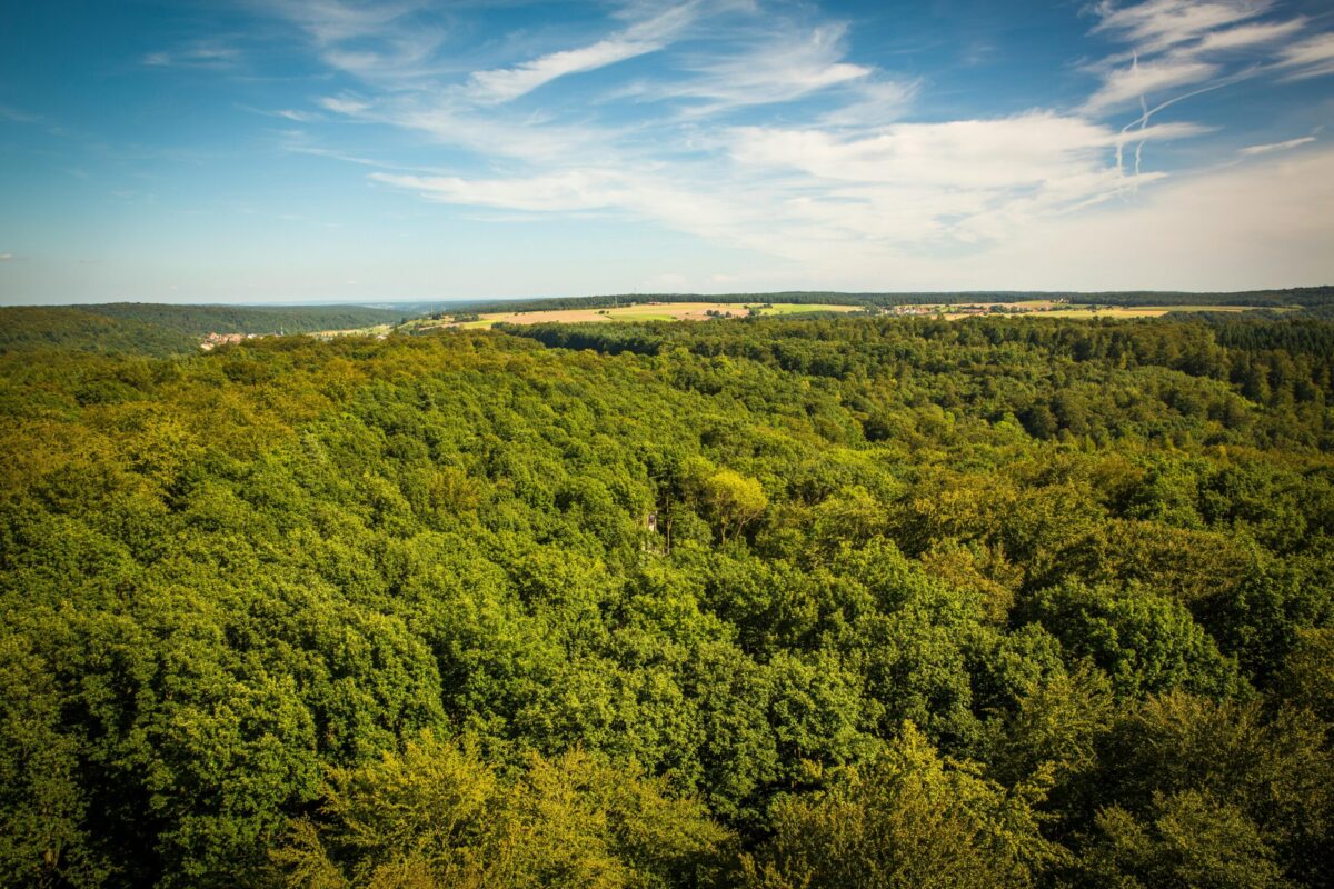 Ein Wald aus der Vogelperspektive