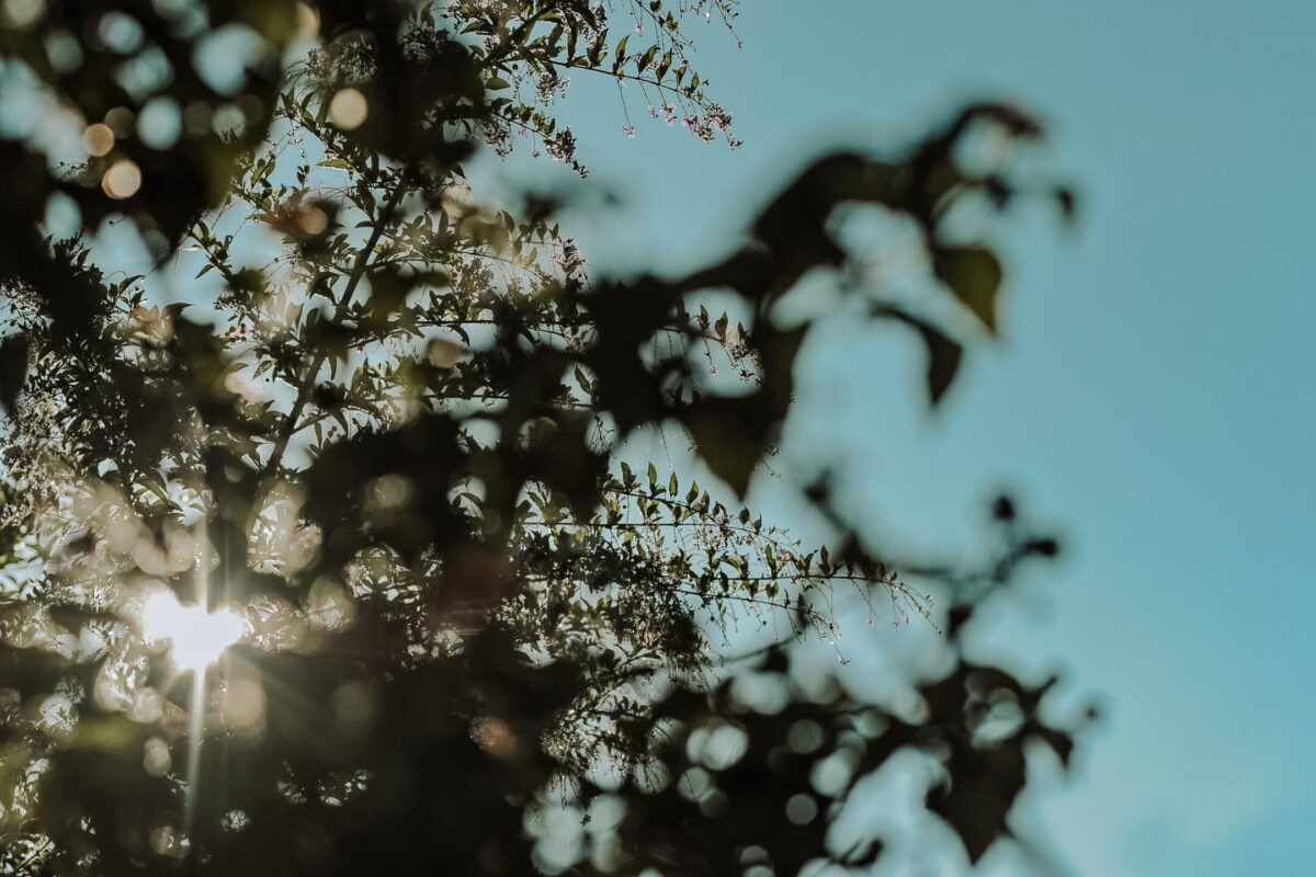 Sonne scheint durch Blätter