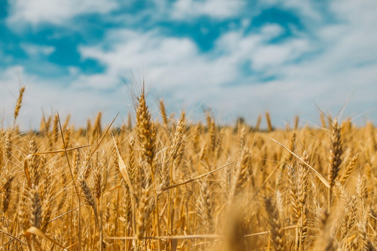 Feld